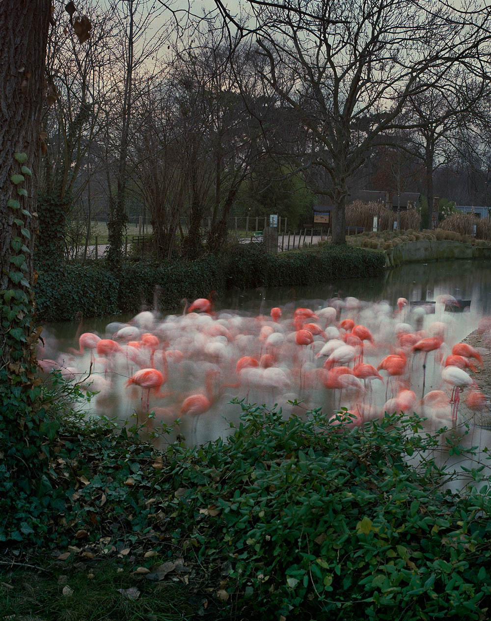 Flamingos Paris